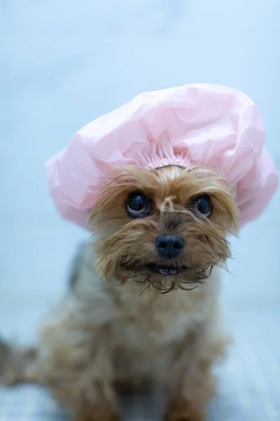 Yorkshire Terrier Köpeği Duşta Duş Bonesi Takıyor — Stok fotoğraf
