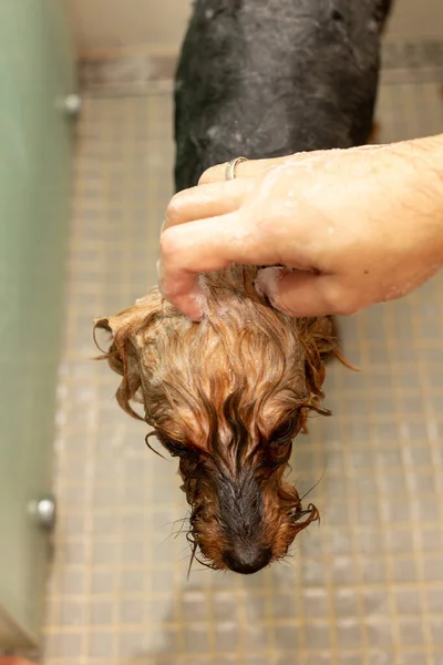 yorkshire terrier dogs wash in the shower, stand soaped with shampoo