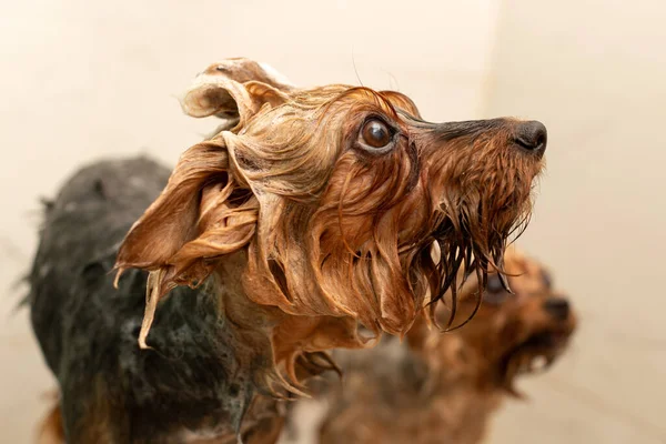 Yorkshire Teriyeri Köpekleri Duşta Yıkanır Şampuanla Sabunlanır — Stok fotoğraf