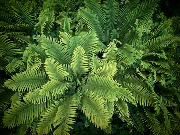 Full Frame Green Fern Leafs Natural Background — Stock Photo, Image