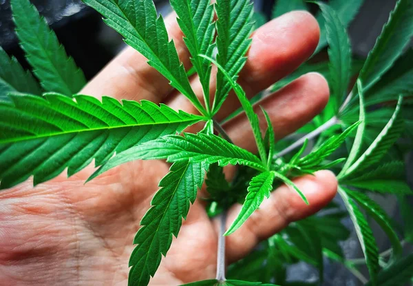 Hand Holding Young Medical Marijuana Leaf Hand Cultivation Legalization Concept — Foto Stock