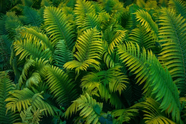 Πλήρες Πλαίσιο Του Ferns Polypodiopsida Ιαπωνική Φτέρη Πράσινο Φυσικό Υπόβαθρο — Φωτογραφία Αρχείου