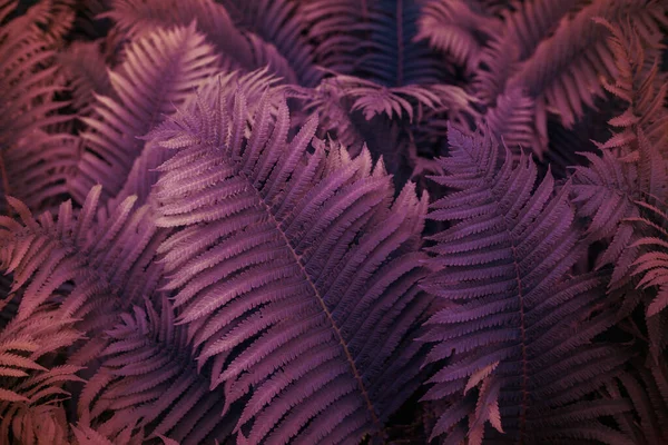 Marco Completo Helechos Polypodiopsida Helecho Japonés Fondo Natural Púrpura Tonificado — Foto de Stock