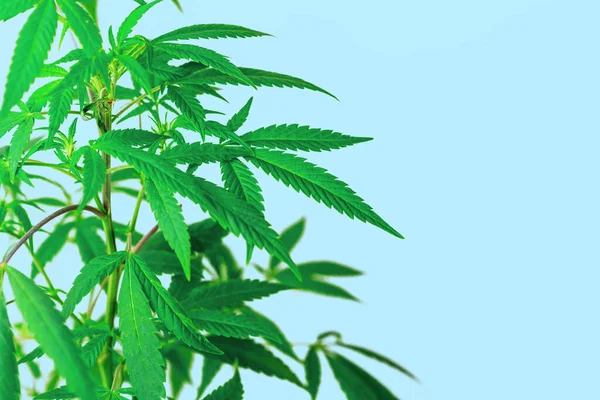 青い背景にコピースペースで隔離された医療大麻植物を葉 — ストック写真