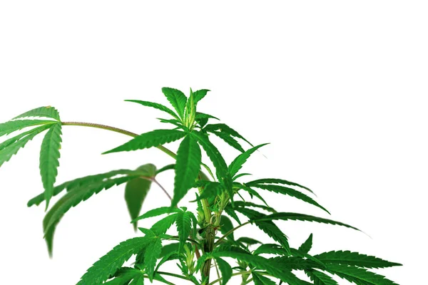 コピースペースで白い背景に孤立した葉の大麻植物 — ストック写真