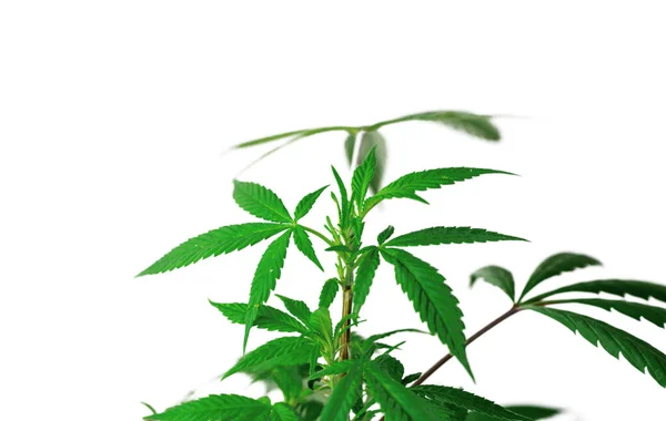 Leveles Cannabis Növény Izolált Fehér Háttér Másolási Tér — Stock Fotó