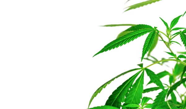 コピースペースで白い背景に孤立した葉の大麻植物 — ストック写真
