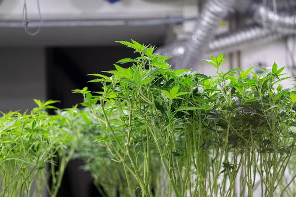 Plantação Cannabis Interior Com Plantas Sob Lâmpadas Led Cultivo Maconha — Fotografia de Stock