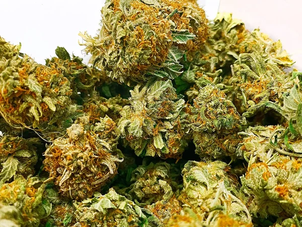 Close Medical Marijuana Flower Buds — Foto Stock