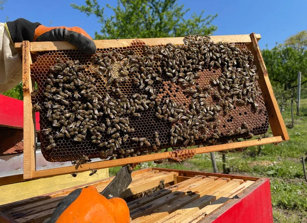 Full frame of a hive, Beekeeper holding hive frame with honeybees