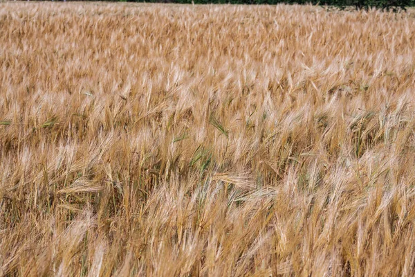 Yazın tam kare Yumuşak ortak buğday tarlası
