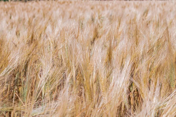 Kompletní Rám Pšeničného Pole Létě — Stock fotografie