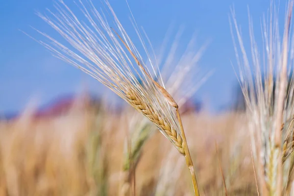夏季软绵绵的普通麦田的全景 — 图库照片
