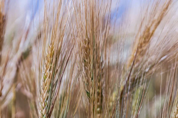 Full Frame Soft Common Wheat Field Summer — Stock Photo, Image