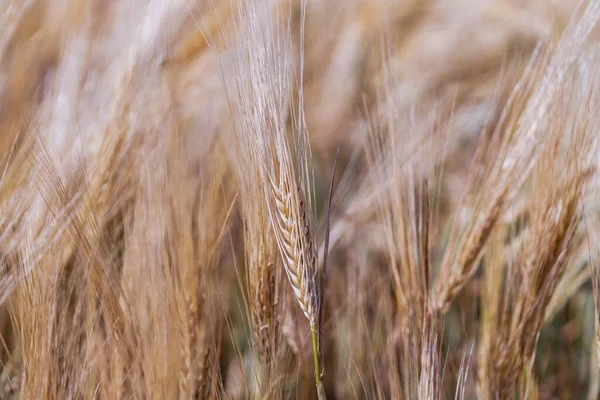 夏季软绵绵的普通麦田的全景 — 图库照片