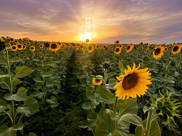 Solsikkeåkerrader Sommeren Ved Gyllen Solnedgang – stockfoto