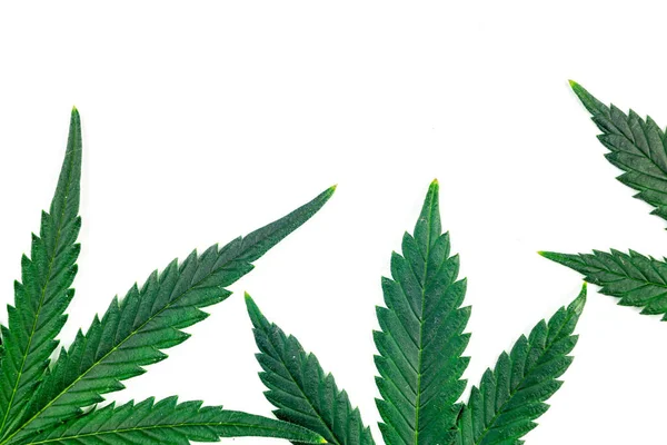 Trzy Liście Marihuany Odizolowane Białym Tle — Zdjęcie stockowe