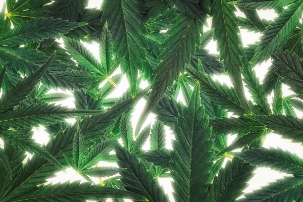 Backlit Cannabis Marihuana Leafs Isolated White Background — Stockfoto