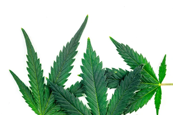 Cannabis Marihuana Leafs Isolated White Background — Stockfoto
