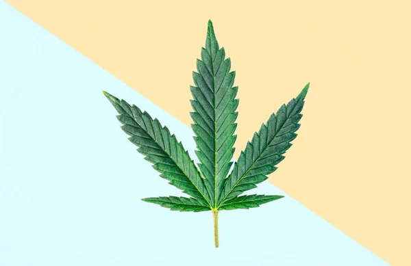 Single Marijuana Leaf Pastel Blue Yellow Background Male Female Cannabis — Stockfoto