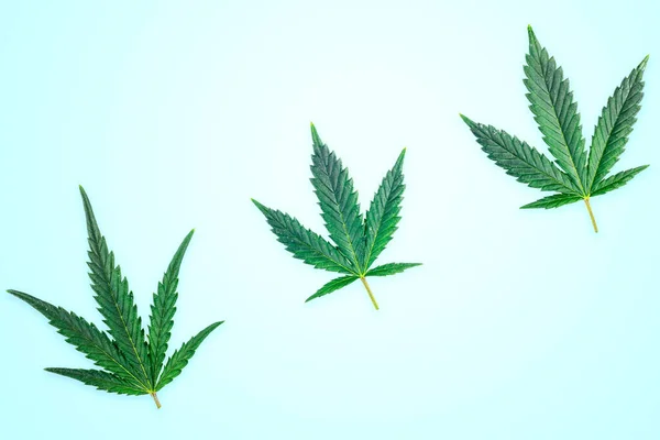 Trzy Liście Marihuany Odizolowane Niebieskim Tle — Zdjęcie stockowe