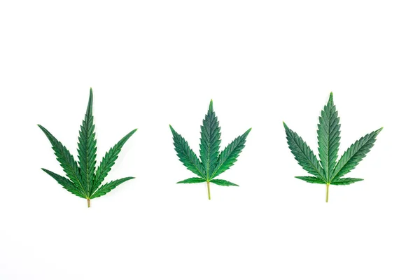 Three Cannabis Marihuana Leafs Isolated White Background — Stockfoto