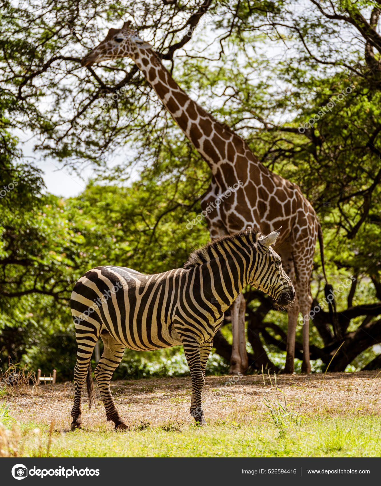기린 과 얼룩말은 들에서 서로 가까이 서서 포식 동물을 더 잘 찾아내기 위해 서로 반대 방향으로 서 있다 — 스톡 사진 ©  mindstorm #526594416, image size:1333x1700