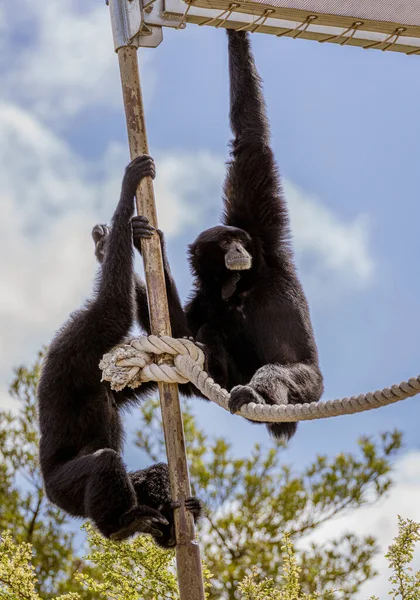 Two monkeys climb ropes at Honolulu Zoo — Stock Photo, Image