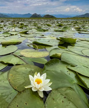 Montenegro - May 7, 2022 - Water lily on a bed of leaves floating on a lake.