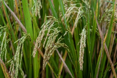 Indonesia - Stalks of rice are ready to harvest.