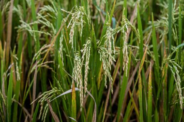 Stalks of rice are ready to harvest.
