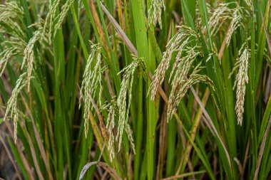 Stalks of rice are ready to harvest.