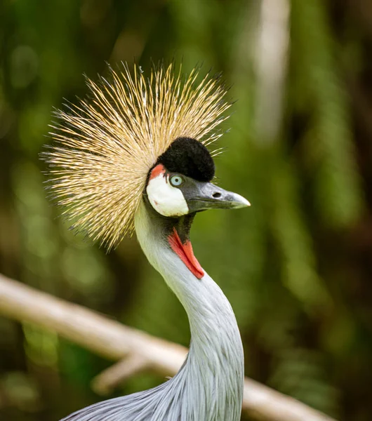 Grey Crowned Crane seen in the wild.