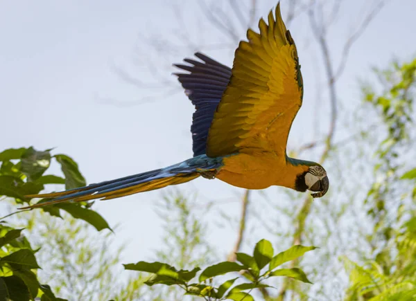 Blue and Gold Macaw in flight in the forest.