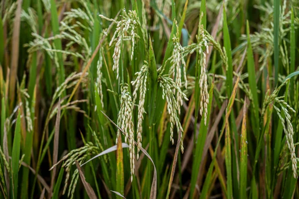 Stalks of rice are ready to harvest.