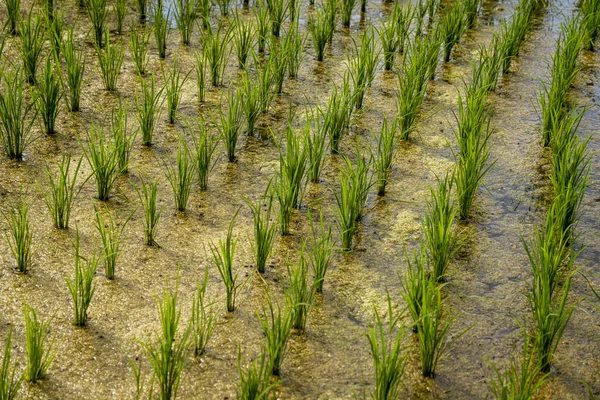 Rice fields that have been recently planted show new shoots.