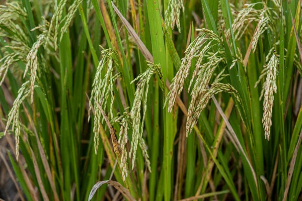 Stalks of rice are ready to harvest.