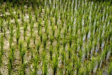 Rice fields that have been recently planted show new shoots.