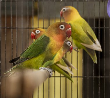 Java, Indonesia, June 13, 2022 - Lovebirds sit on a perch in a cage.