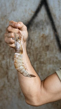 Java, Indonesia, June 13, 2022 - Jumbo shrimp being held by vendor in fish market.