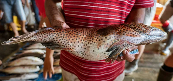 Java Indonesia June 2022 Large Spotted Fish Being Held Vendor — Foto de Stock