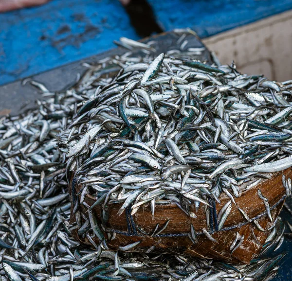 Java Indonesia June 2022 Tiny Sardine Fish Often Dried Eaten — Foto de Stock