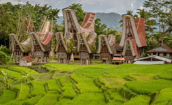 Java Ινδονησία Ιουνίου 2022 Toraja Σπίτια Όλα Ακολουθούν Ίδιο Άκαμπτο — Φωτογραφία Αρχείου