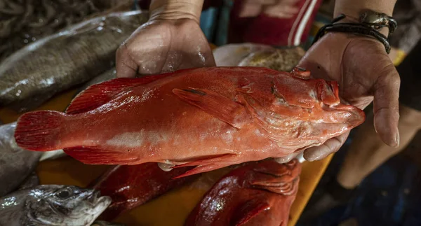 Java Indonesia June 2022 Large Red Fish Being Held Vendor — Foto de Stock