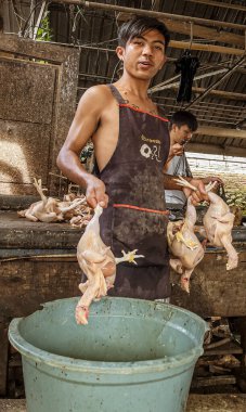 Indonesia, June 13 2022 - Man puts chickens into bucket to wash them prior to cutting.