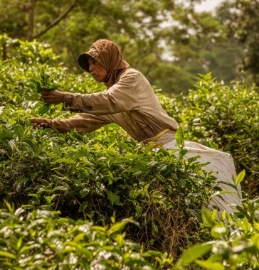 Indonesia, June 13 2022 - Tea harvester brings in a fresh crop.