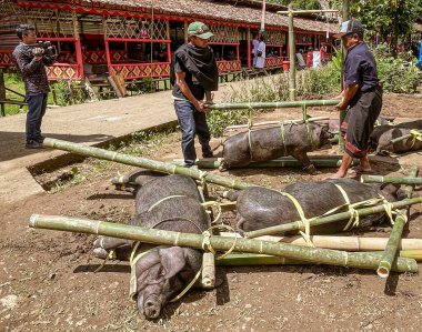 Indonesia, June 13 2022 - Pigs are trussed up waiting to be sacraficed and cooked for the village at a funeral.