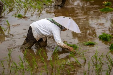 Indonesia, June 13 2022 - Women plant rice in a field covered with water.