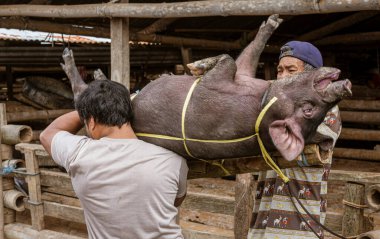Indonesia, June 13 2022 - Pig is tied up and prepared for transport.
