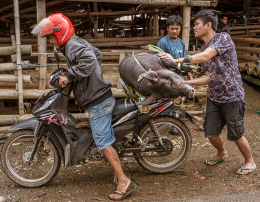 Indonesia, June 13 2022 - Pig is tied to the back of a motorcycle to be transported.
